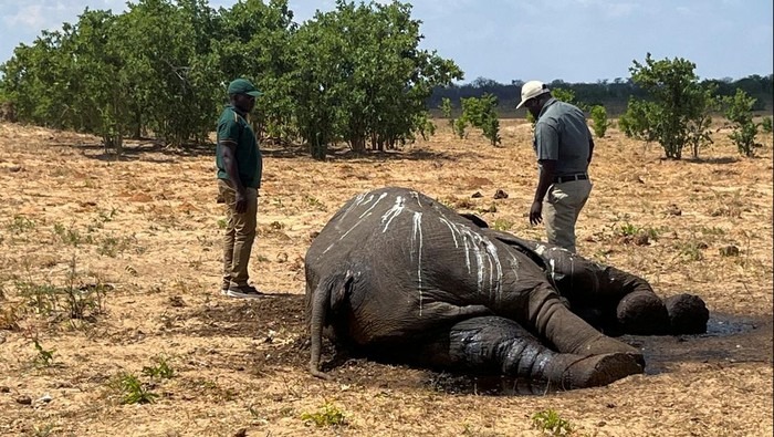 Zimbabwe Musnahkan 200 Gajah: Pertama dalam 4 Dekade